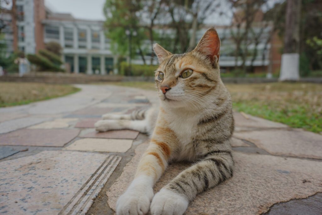 a pet cat lying on the ground outside of a residential block of flats