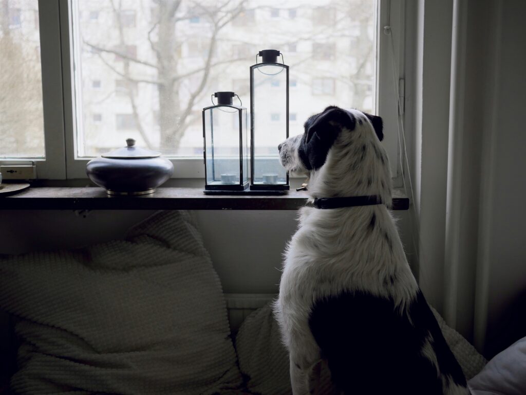 pet dog looking out of the window of a flat