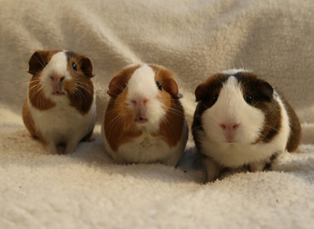 group of three guinea pigs sitting together on a sofa inside a flat, looking at the camera